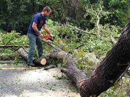 Best Hedge Trimming  in USA